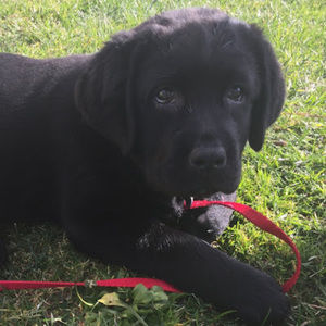 Meet your Posher, Pilar